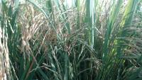 Find rice panicles, rice flowering panicles and rice flowers project thumbnail