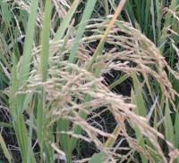 Rice Growth Monitoring project thumbnail