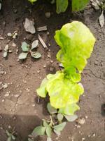 DeteccionLechuga project thumbnail
