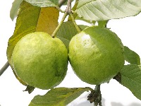 FruVeg project thumbnail