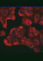 Cell Division project thumbnail