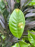 Tea Leaf Disease - 1 Box project thumbnail