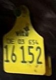 cow tag ocr project thumbnail