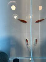 goldfish_dataset2 project thumbnail