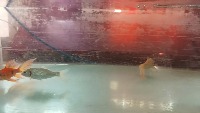 ornamental fish detection project thumbnail