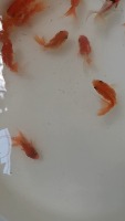 yolo_goldfish_dataset1 project thumbnail