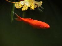 Fish detection project thumbnail