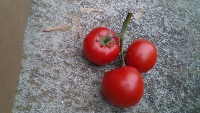 berry_detection_project project thumbnail