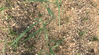 sugarcane project thumbnail