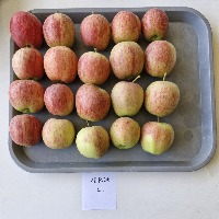 Dataset Image