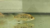 Fish project thumbnail
