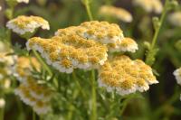 flower-detection project thumbnail