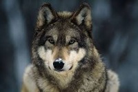 Dog_Wolf_Clasific project thumbnail