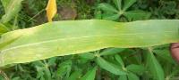 Crop Disease project thumbnail