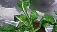 VOC_leaves2 project thumbnail