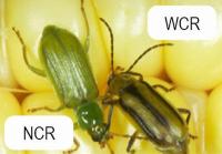 pest detection project thumbnail
