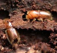 insect_detection project thumbnail