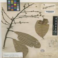 mangifera detection project thumbnail