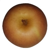 fruit model project thumbnail