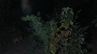 leo-tiger project thumbnail