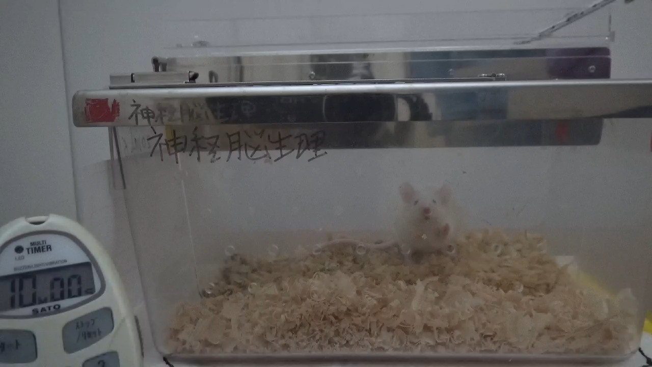 Mouse Object Detection mouse Object Detection Dataset by Naranbat