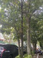 tree project thumbnail