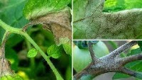 Leaf Disease Detection 3 project thumbnail