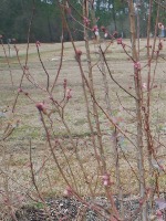 Blueberry Clusters project thumbnail