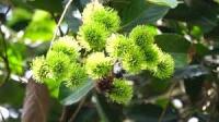 Rambutan Detector project thumbnail
