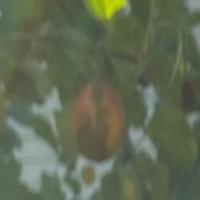 apples project thumbnail