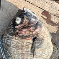 Tilapia Disease project thumbnail