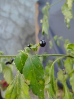 Edible Plants Detection project thumbnail