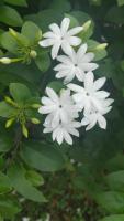 jasmine-detection project thumbnail