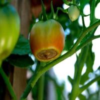 tomato dataset project thumbnail