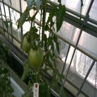 Plant_segmentation project thumbnail
