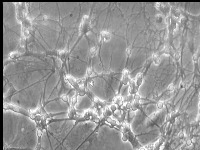 neurons nuclei COCO V2 project thumbnail