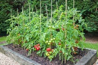 tomate project thumbnail