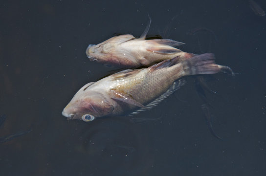 Combine-Fish Object Detection Dataset by IOT