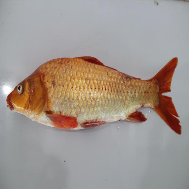 Model Scan Fish Fish Models Object Detection Model by IOT