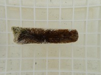 coral_bleaching project thumbnail
