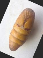 Cocoon gender classification project thumbnail