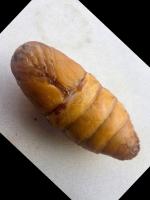Cocoon gender classification 1 project thumbnail