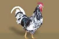 Deteksi-ayam project thumbnail