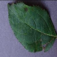 crop disease detection project thumbnail