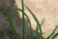 rice project thumbnail