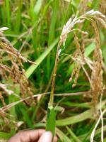 rice_pyriculariose project thumbnail