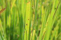 rice_heleminthos project thumbnail