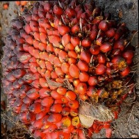 buah kelapa sawit split project thumbnail