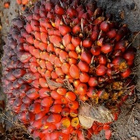buah kelapa sawit project thumbnail