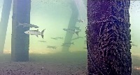 Fishies Detection project thumbnail